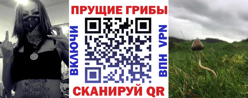 Псилоцибиновые грибы Psilocybine cubensis  Купить закладки  Кяхта 